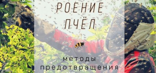 Роение пчел методы борьбы и как предотвратить