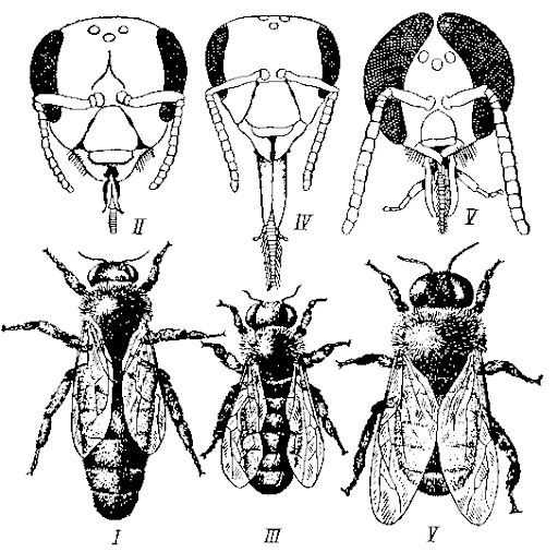 Строение головы разных пчел