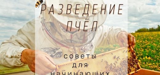 как разводить пчел советы для начинающих пчеловодов