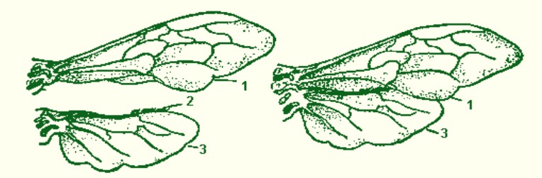 Строение крыльев пчелы медоносной.