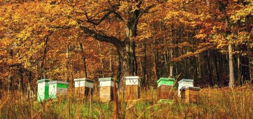 осенняя подкормка пчел сахарным сиропом