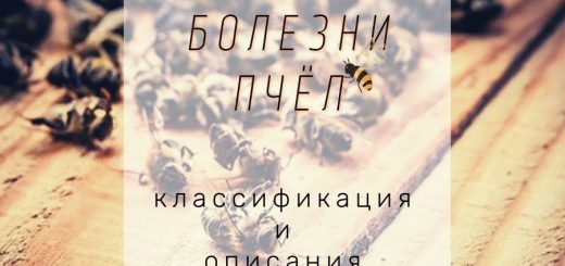 Болезни пчел и расплода с описанием и классификацией